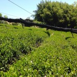 無農薬煎茶の畑