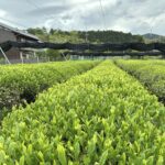 一番茶が始まりました