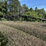 一番茶が終わりました　-We finished 1st picking in May and June-